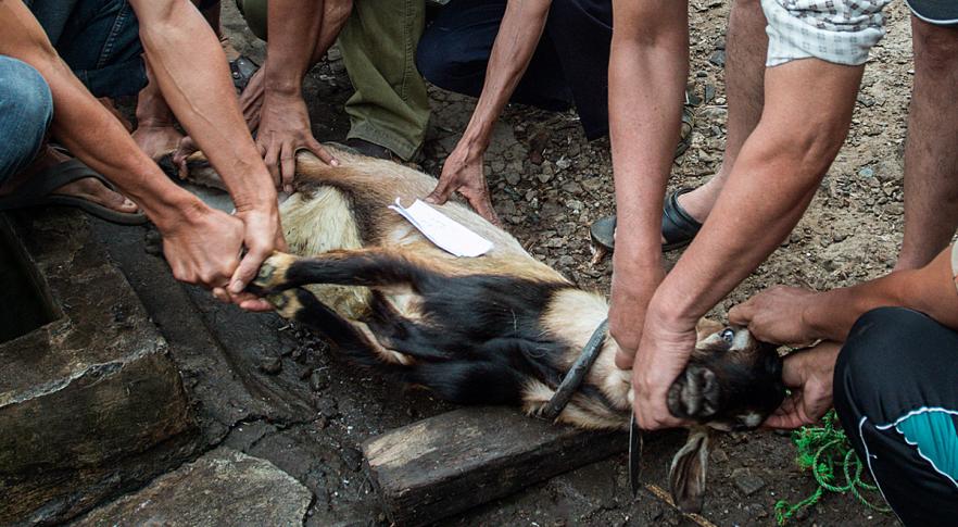 Prohíben el sacrificio de animales para rituales religiosos